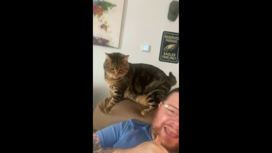Cat playfully tries to bite owner after being scolded in Tampa, Florida