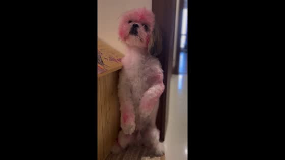 Papillon's painted pup: mischief unleashed in Iran
