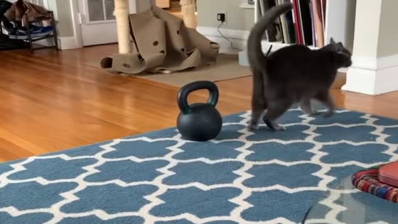 Cat’s dramatic stretch turns into a graceful flop in Chicago, Illinois, USA