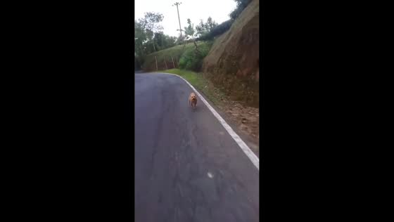 Dog chases motorcyclist down road in Garut, Indonesia