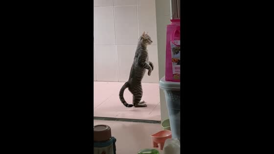 Curious cat hilariously stands like meerkat while watching outside in Guangdong, China