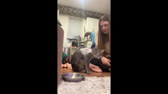 Cat refuses to stand in Christmas outfit in Washington, D.C., USA