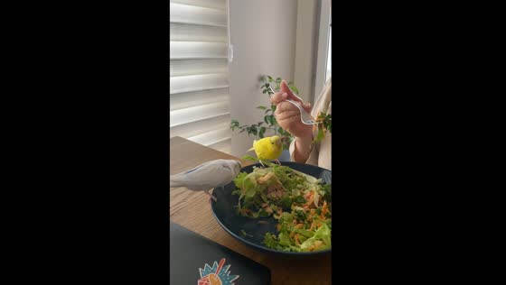 Charming moment: two parrots join in for a salad in Istanbul