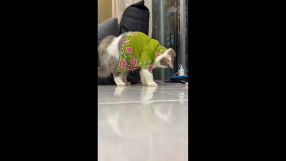 Cat in kebaya outfit plays and catches ants in Negeri Sembilan, Malaysia