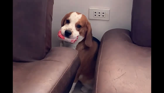 Beagle sneaks away with stolen burger in Cebu