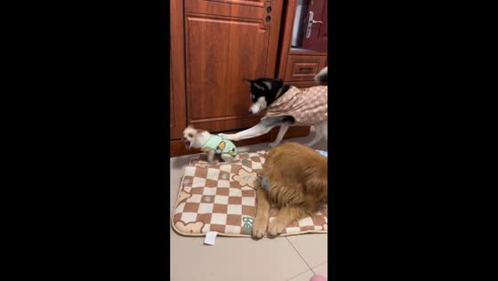 Husky repeatedly nudges chihuahua while playing in Jiangsu, China