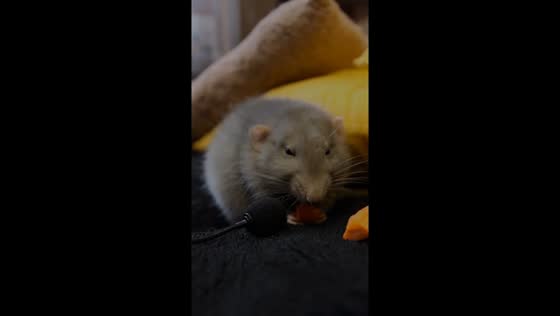 Loud dining: rat Pelmen's noisy feast caught on mic