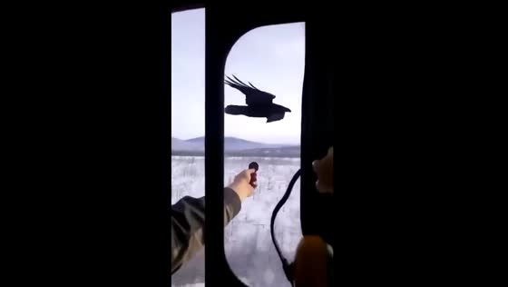 Curious crow's gingerbread chase: unusual train companion in Karelia, Russia