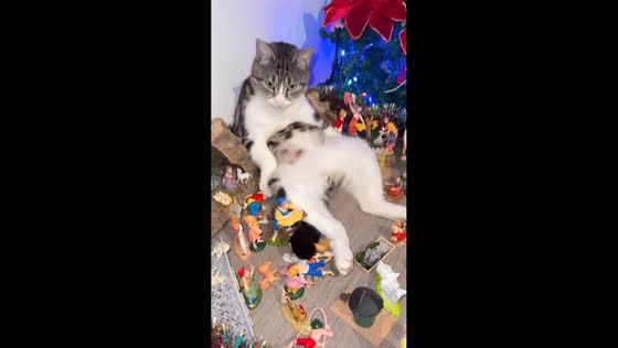 Cat relaxes among Nativity figurines in Casalpusterlengo, Italy