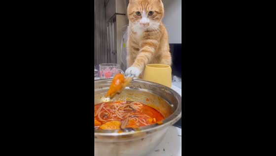 Focused cat uses chopsticks to grab food from bowl in Sichuan, China