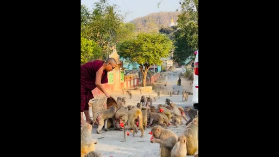 Monk feeds group of monkeys in Sagaing, Myanmar