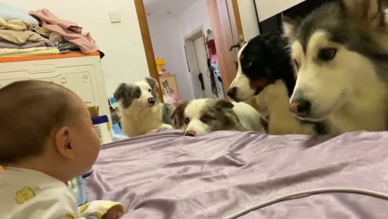 Dogs adorably watch a baby lying on a bed in Jilin, China