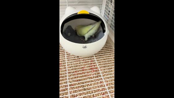 Parrot repeatedly shuts nest door during playful exchange in Heilongjiang, China