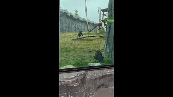 Chimpanzees display playful behavior at the Zoo in Wuhan, Hubei, China