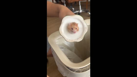 Hamster rescued after getting stuck inside a ceramic holder in Guangzhou, China