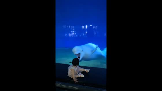 eluga playfully startles child through oceanarium glass in Hebei, China