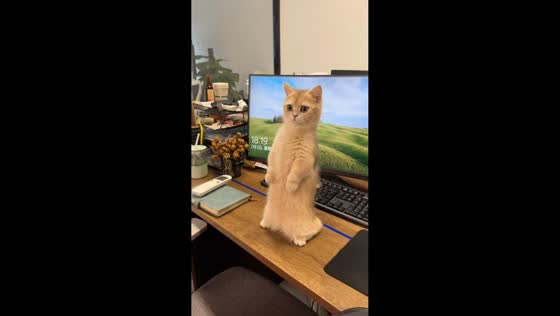 Curious cat stands on desk to get a better look in Guangdong, China