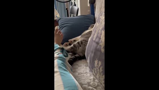 Cat kicks owner’s foot off sofa in Guangdong, China