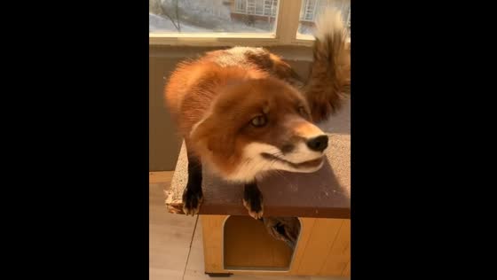 Rescued fox Naruta shows happy life in Moscow, Russia