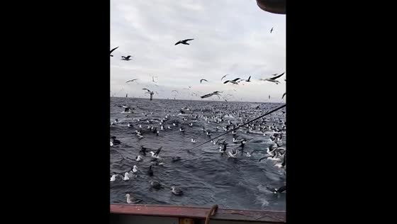 Albatrosses gather on the high seas in Chubut, Argentina