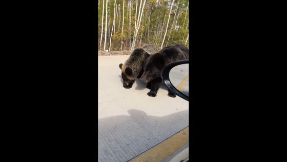 Two large bears calmly eat peanuts tossed from parked car in Heilongjiang, China