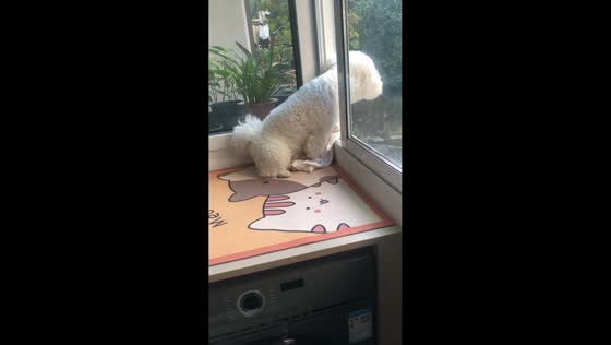 Curious dog peeks out window after loud shouting in Zhejiang, China