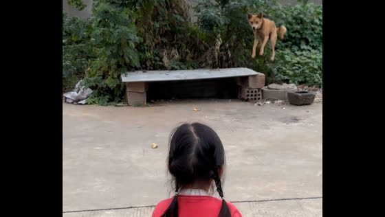 Dog joyfully jumps after girl’s playful cue