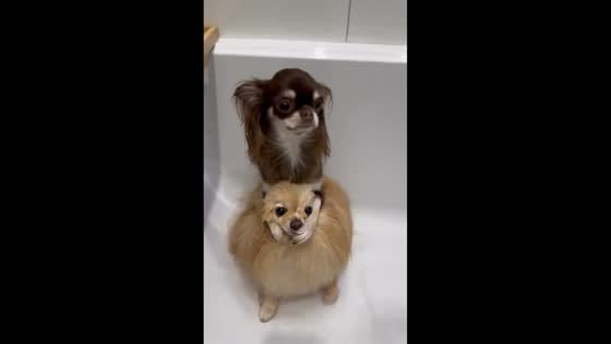 Dog hilariously avoids paw wash by climbing on friend in Moscow, Russia
