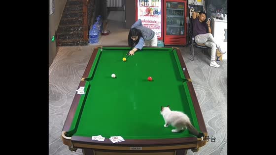 Cat dives into pool table pocket during billiards game in Heilongjiang, China