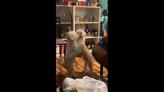 Two poodles hilariously cling together in Buenos Aires, Argentina