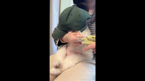 Adorable dog gets feisty during nail clipping in Hebei, China
