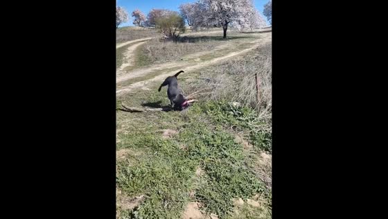 Dog flips over while carrying a long log in Madrid, Spain