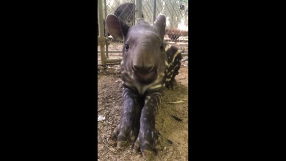 Restful grazing: tapir feeding at Wildlife World Zoo