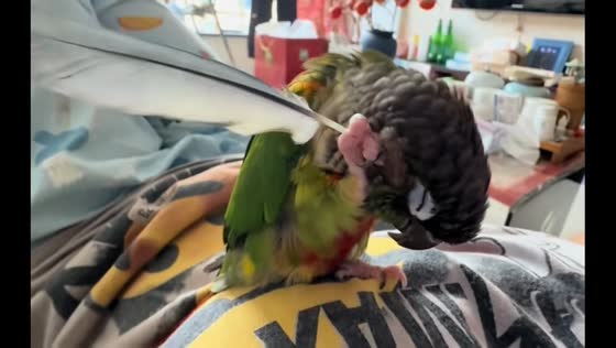 Parrot uses feather to scratch its head in Liaoning, China