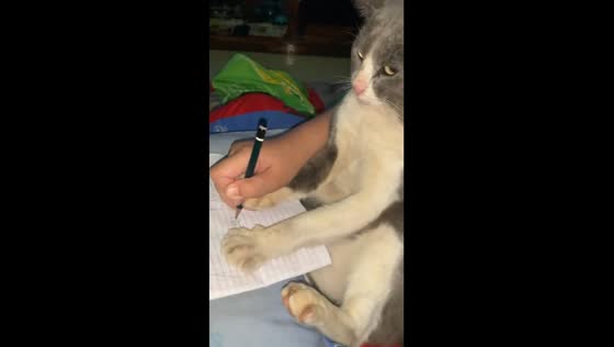  Little artist learns to draw with beloved cat's paw in Leles, Garut, Indonesia