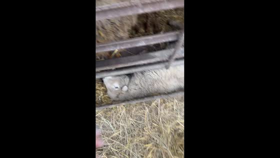 Tender rescue of a struggling lamb in Stavropol Krai, Russia