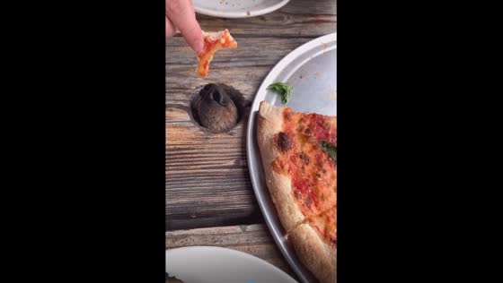 Adorable under-table pizza begging: hilarious canine surprise leaves diners in stitches!