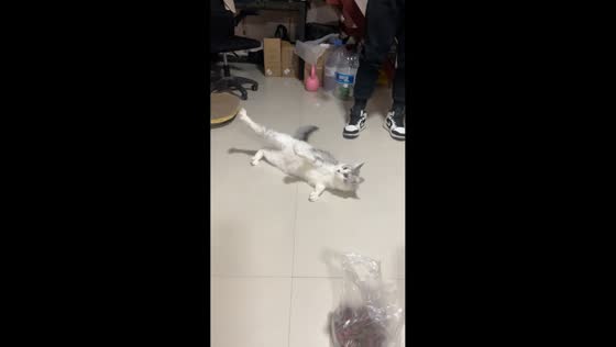 Dizzy cat struggles to climb stairs after spinning in Shaanxi, China