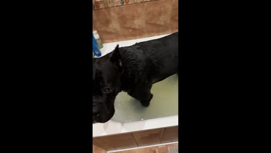 Relaxed dog enjoys bath time in Kryvyi Rih, Ukraine