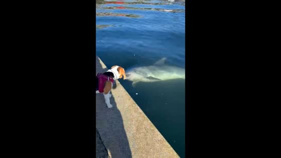 Dolphin tries to play with dog in Galicia, Spain 