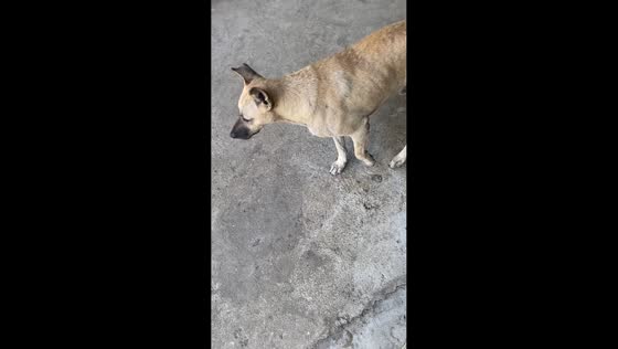 Dog hilariously mimics owner using crutches in Rosario, Philippines