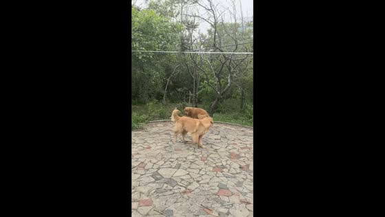 Dog tumbles after getting caught on branch in Shandong, China