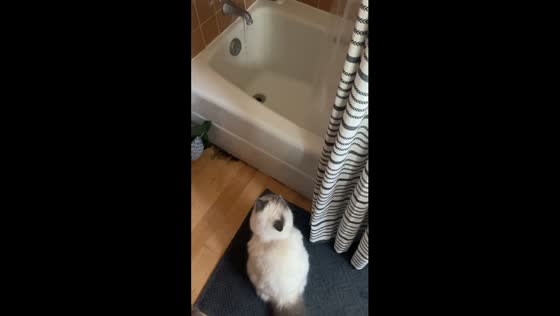 Cat's hilarious reaction to shower noise: running mishap caught on video