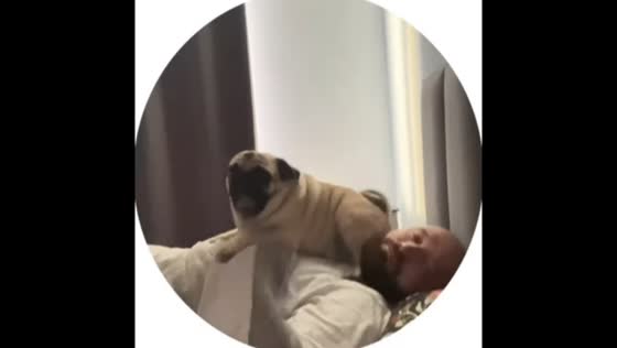 Pug sits on owner's face while sleeping in Kudrovo, Russia