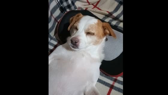 Dog takes human massage in Yecla, Murcia, Spain