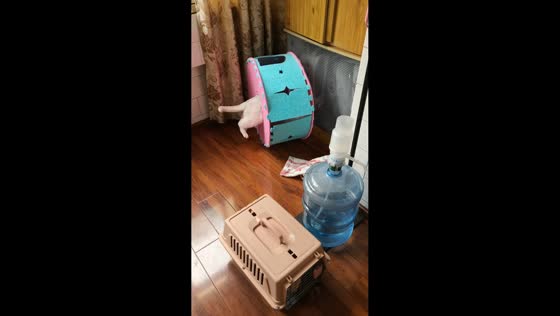 Cat gets stuck while trying to hide from owner in Sichuan, China