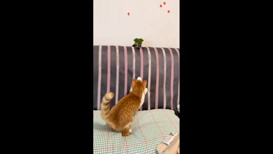 Cat and parakeet playfully chasing in Shandong, China