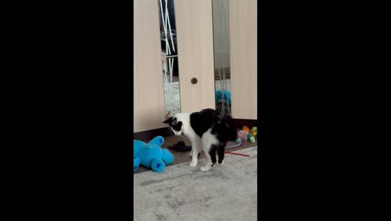 Startled cat investigates toy after catnip session in Engels, Russia