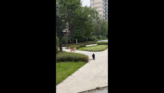 Cat chases corgi down the street in Sichuan, China