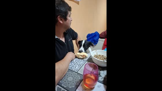 Dog stealthily takes bread in Santiago, Chile
